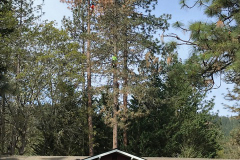 hazard-tree-removal
